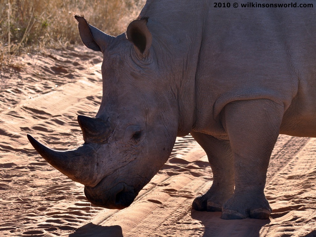 Rhino horns - keratin gold
