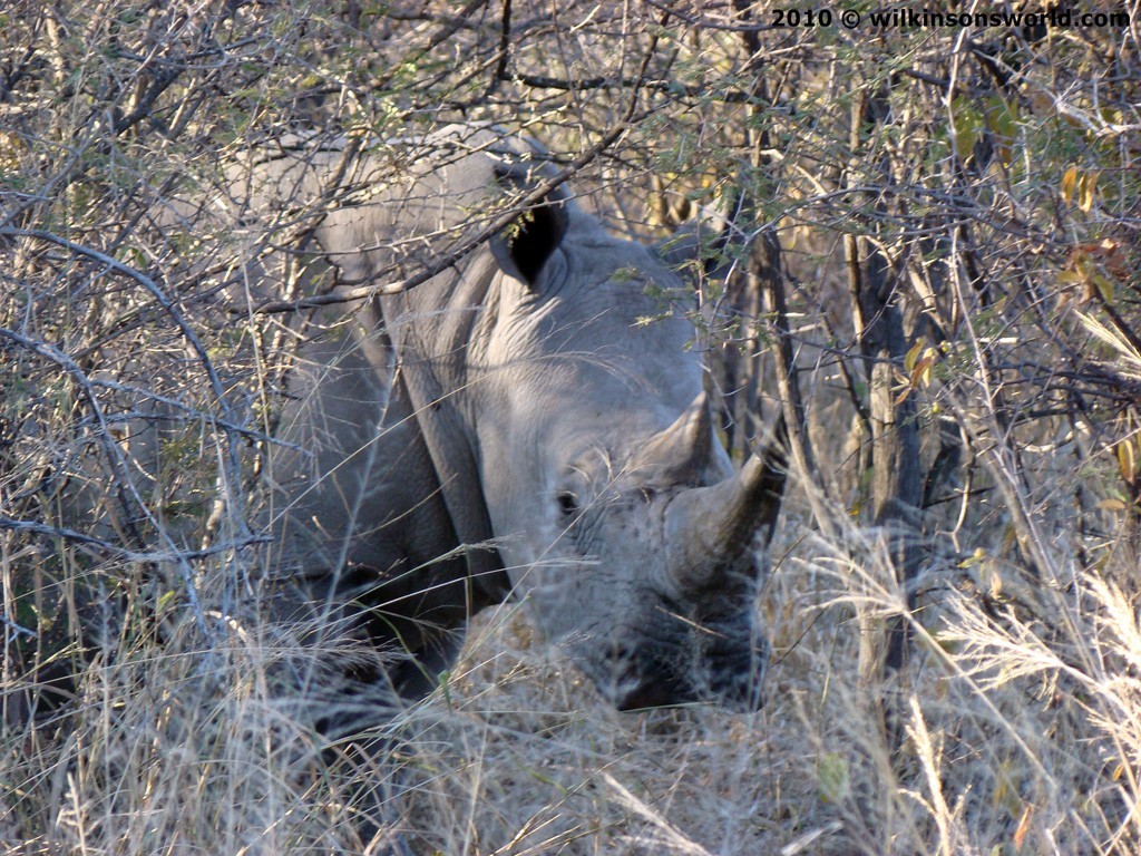 White rhinoceros - Waterberg Namibia