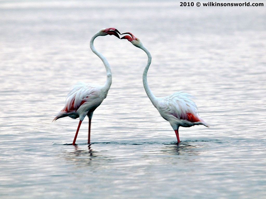 Pretty flamingoes - Walvis Bay