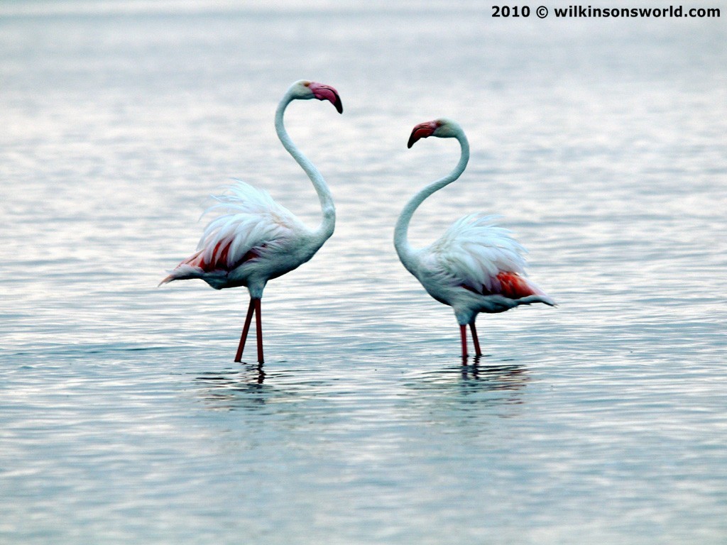 Pretty flamingoes - Walvis Bay