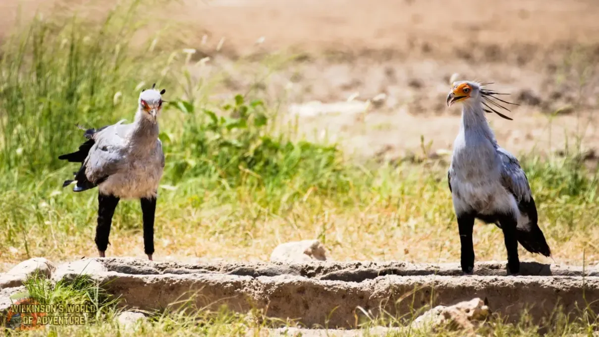 Secretarybird-5
