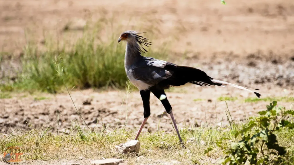 Secretarybird