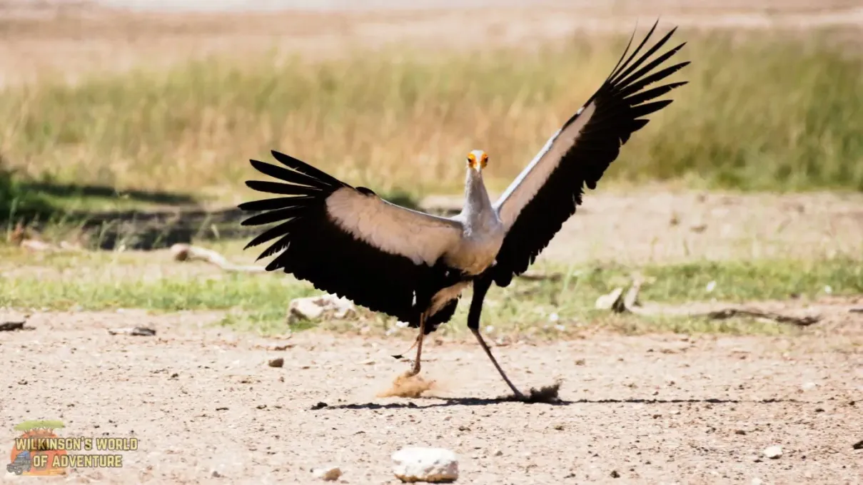 Secretarybird-3