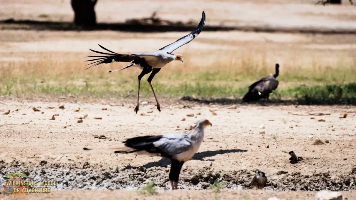 Secretarybird