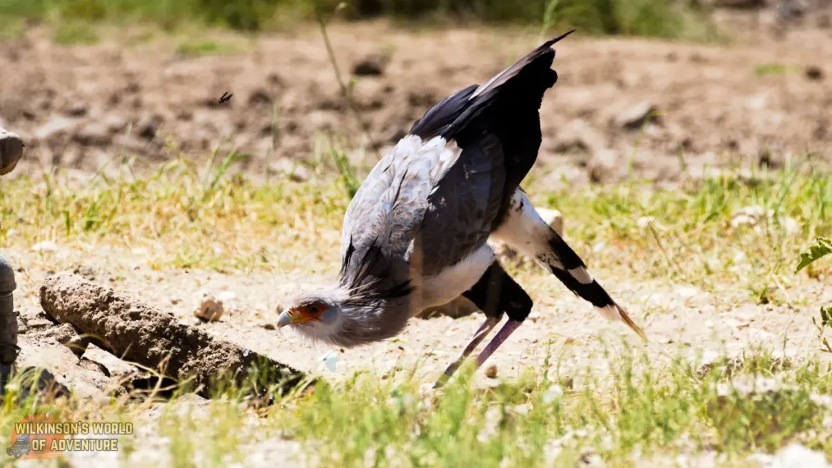 Secrtarybird-2