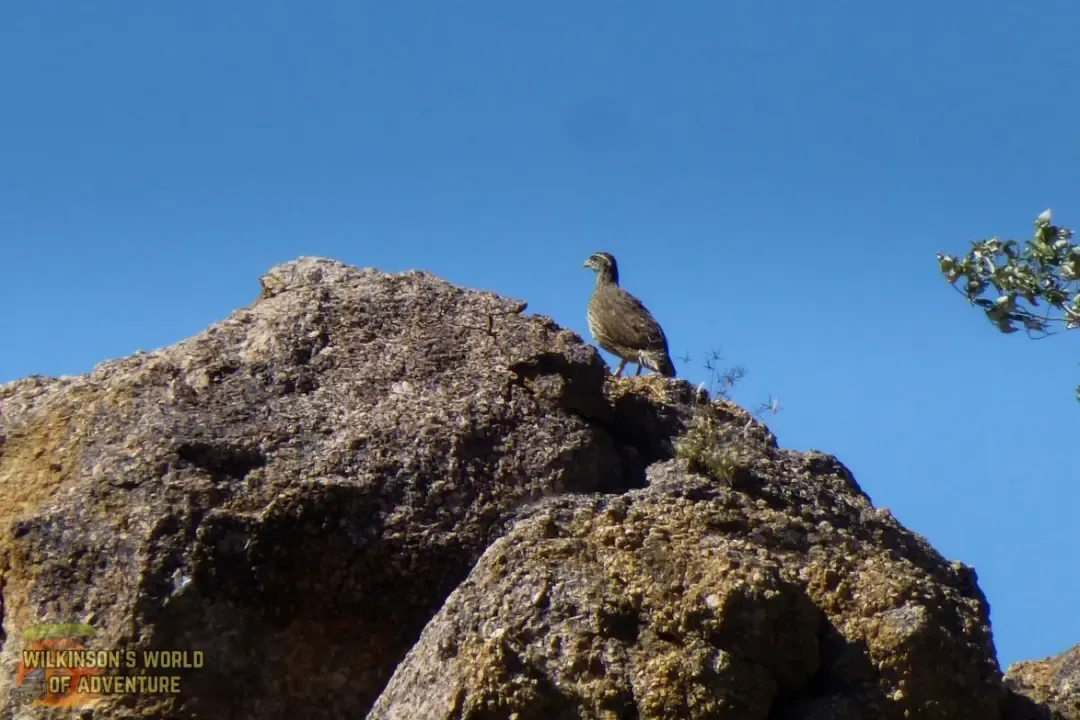 Hartlaubs spurfowl