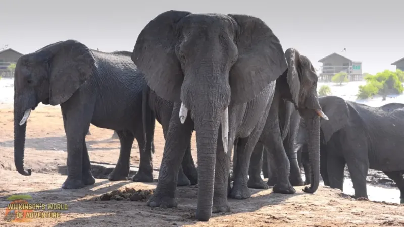 Elephants at the waterhole