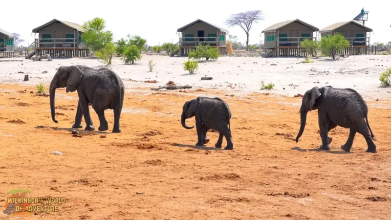 Elephants, big and small
