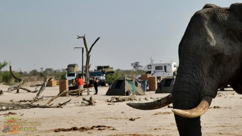 Elephant in the campsite