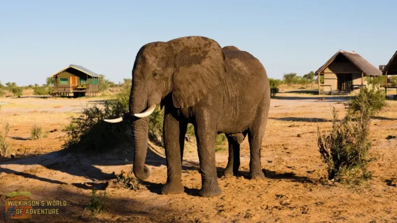 Leaving the waterhole