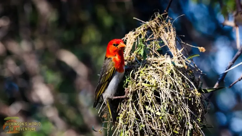 Red-headed weaver-at-nest