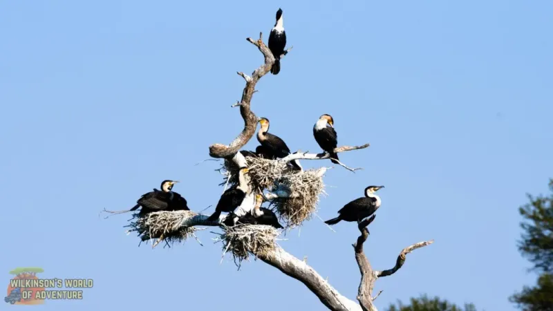 White-breasted Cormorant