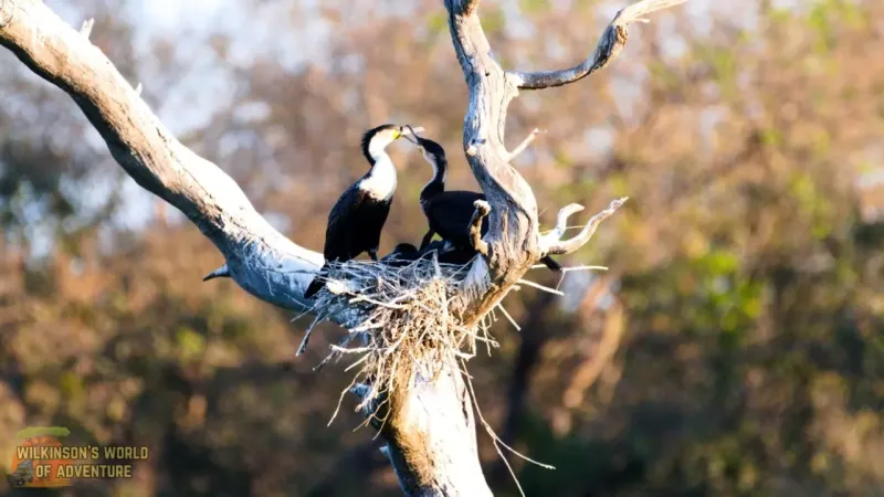 White-breasted Cormorant