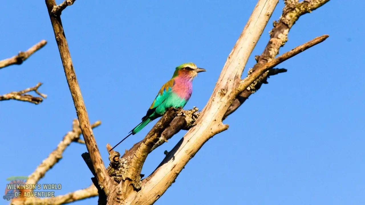 Lilac-breasted Roller