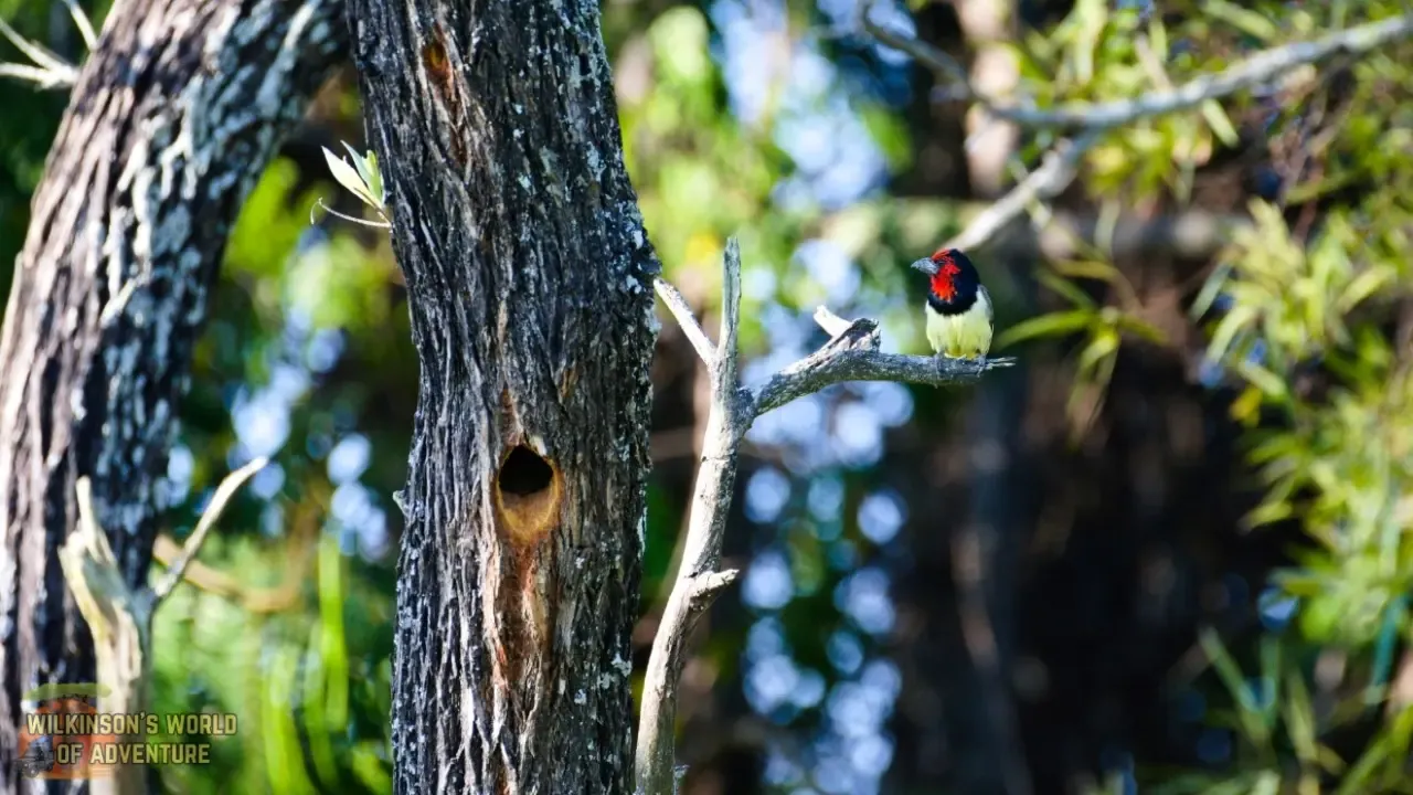 Black-collared Barbet