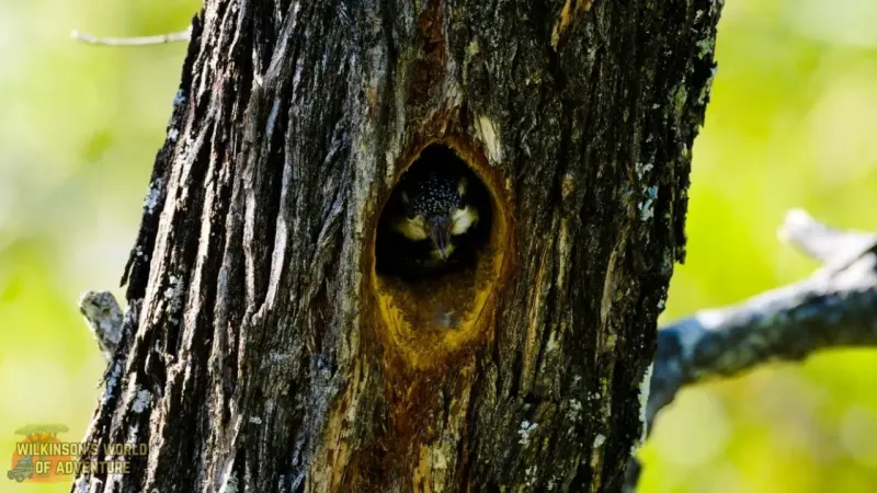 Bearded Woodpecker