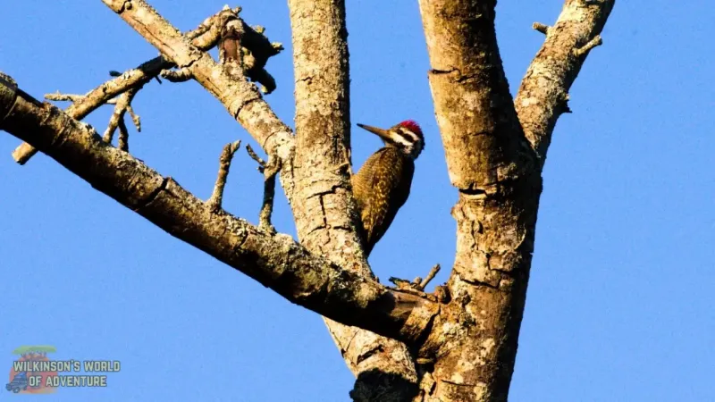 Bearded Woodpecker