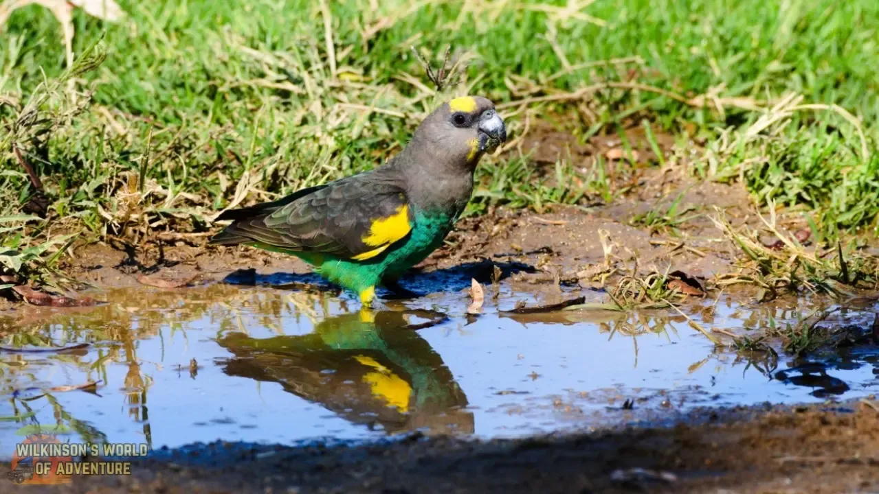 Meyer's Parrot