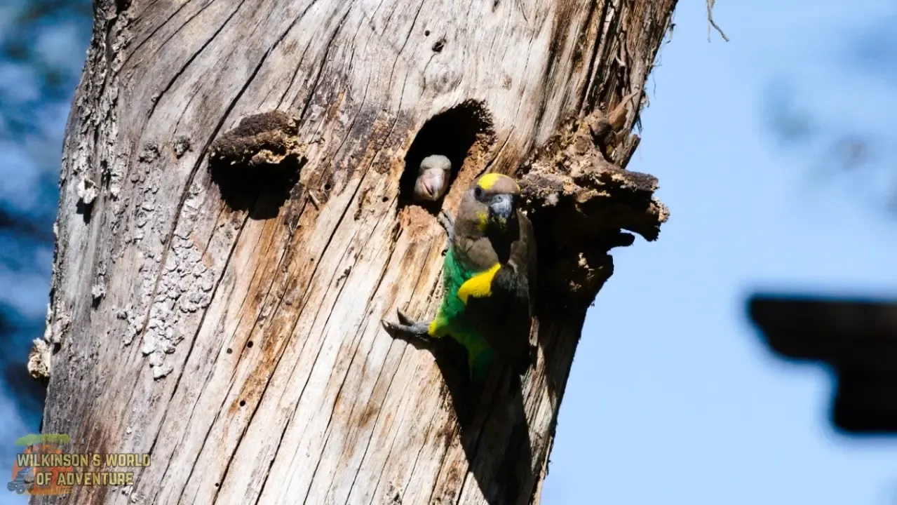 Meyer's Parrot