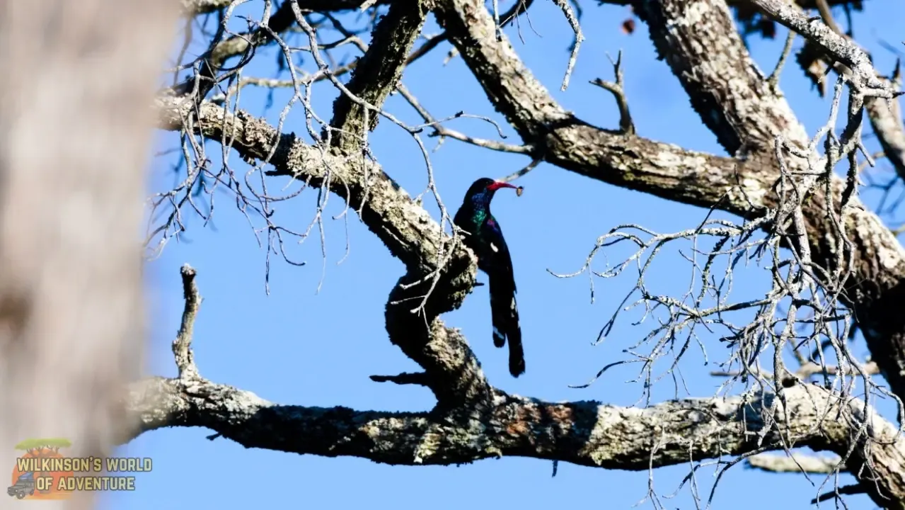 Green Wood Hoopoe