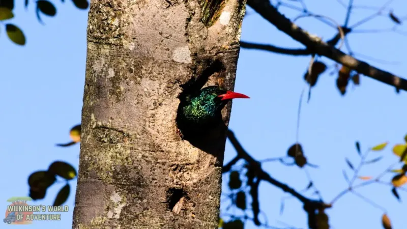 Green Wood Hoopoe