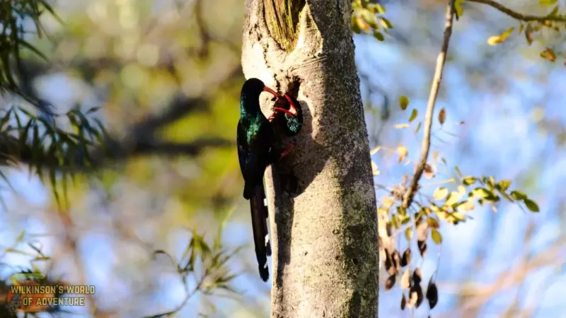 Green Wood Hoopoe