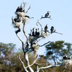 White-breasted Cormorant
