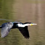 White-breasted Cormorant
