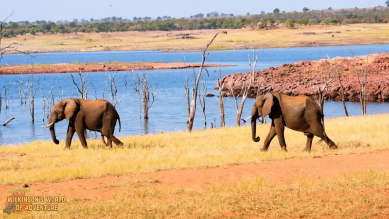 African Elephant at Matusadona