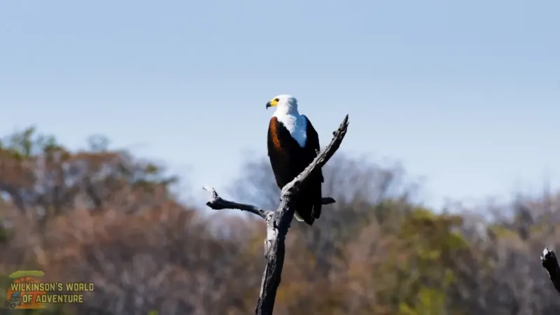 African Fish Eagle at Maabwe Bay