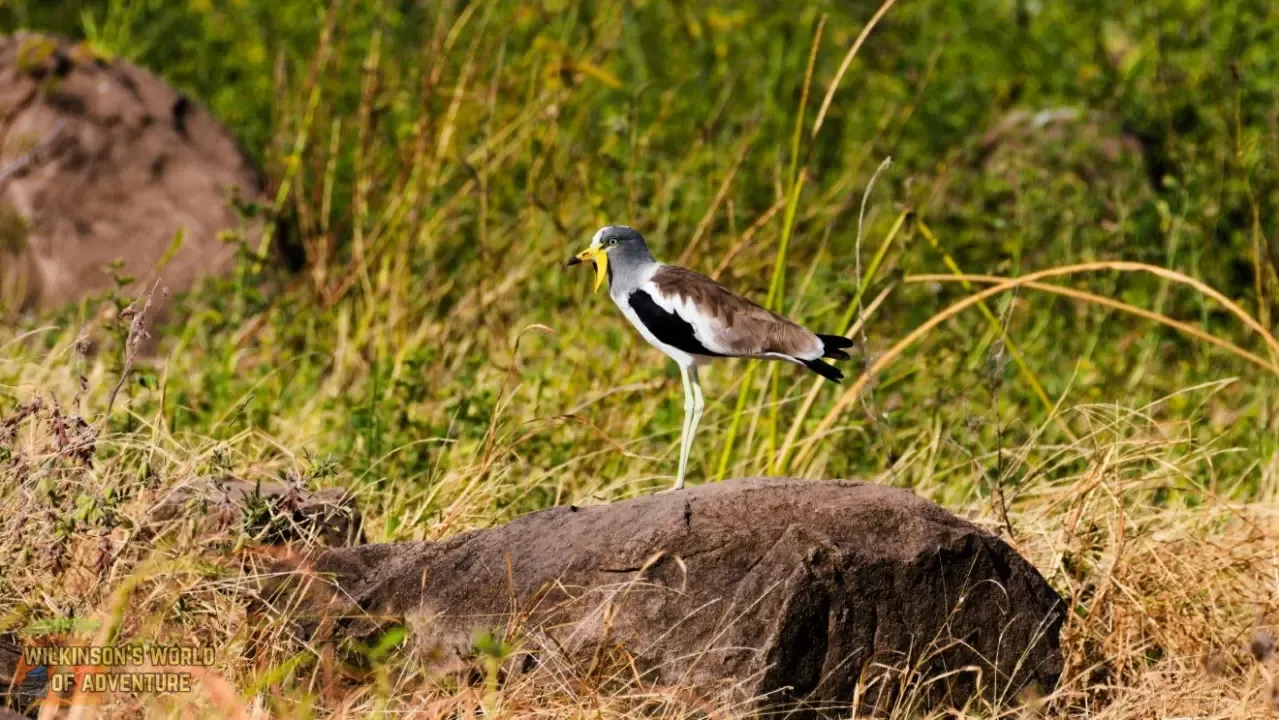 White crowned Lapwing