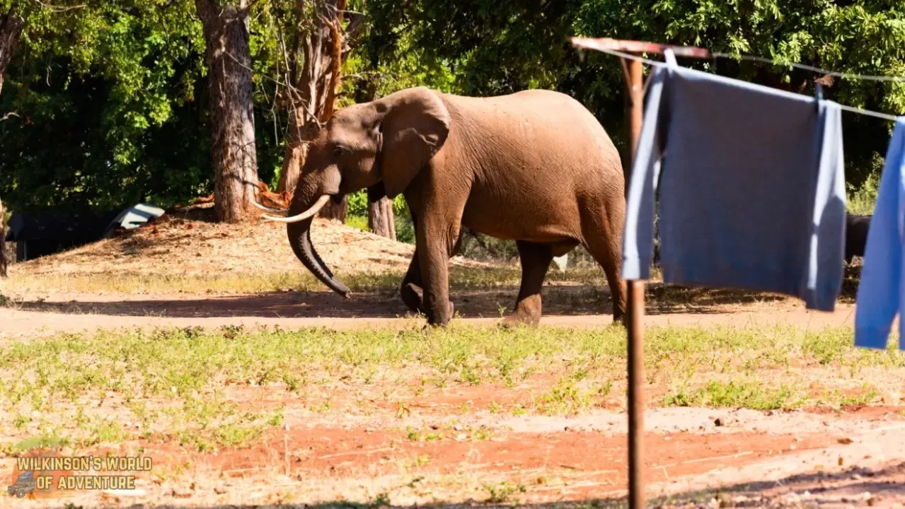 African Elephant at Matusadona