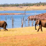 African Elephant at Matusadona