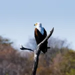 African Fish Eagle at Maabwe Bay