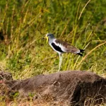 White crowned Lapwing