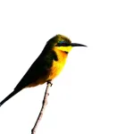 Little Bee eater
