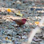 Red-billed Firefinch