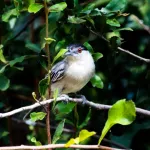 Black-backed Puffback