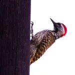 Cardinal Woodpecker