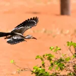Southern Red-billed Hornbill