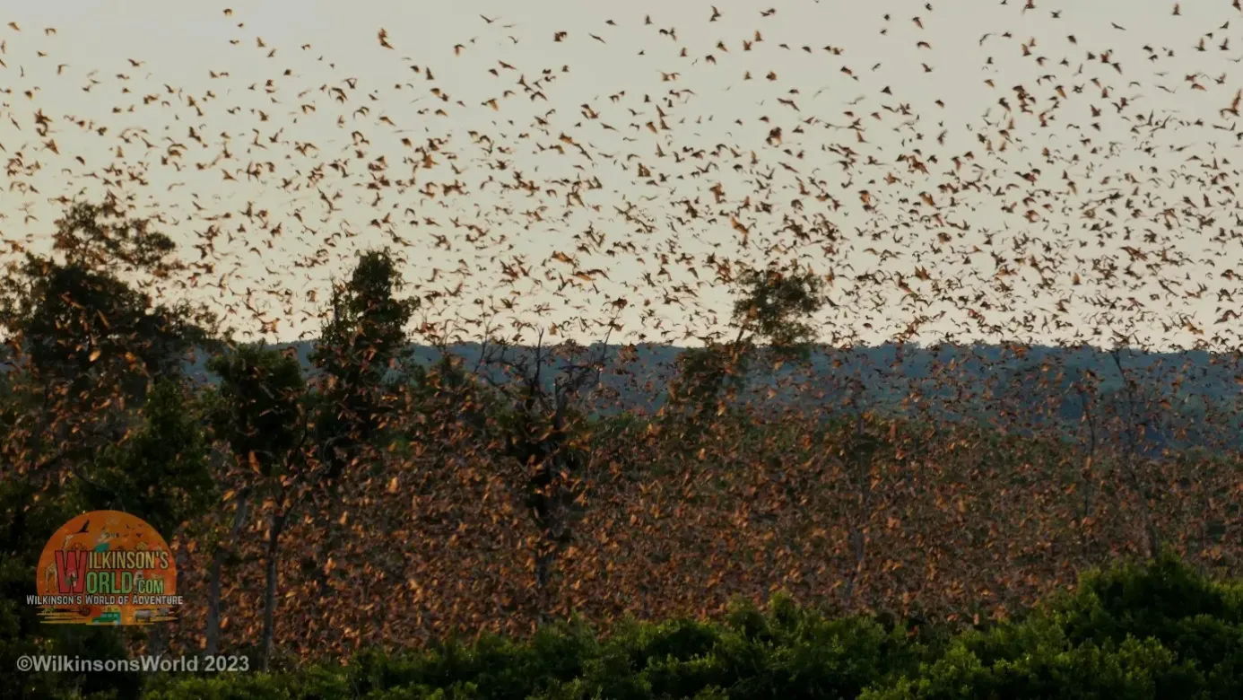 Swarming-Bats