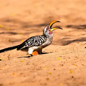 Southern-yellow-billed-hornbill