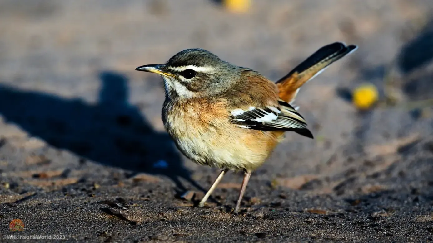 White-browed-scrub-robin