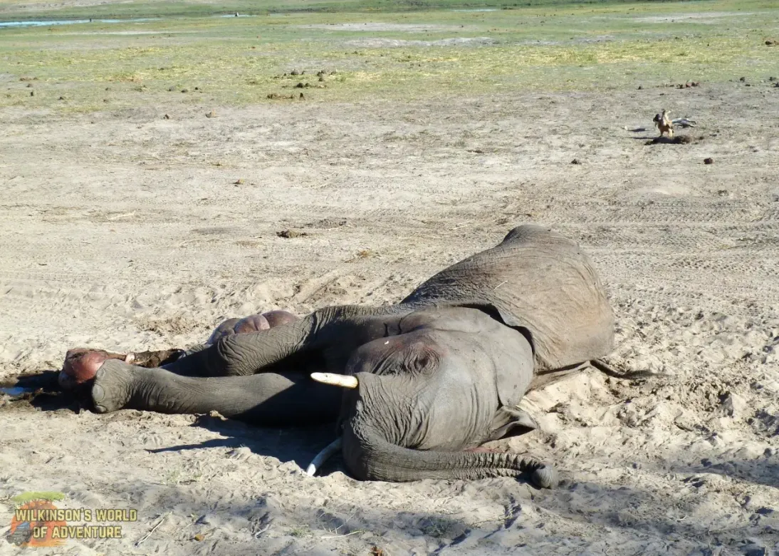 Dead Elephant - Chobe National Park