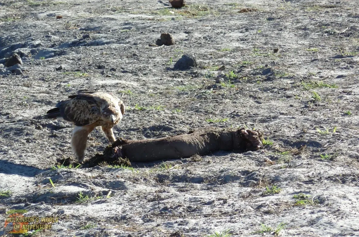 Tawny Eagle