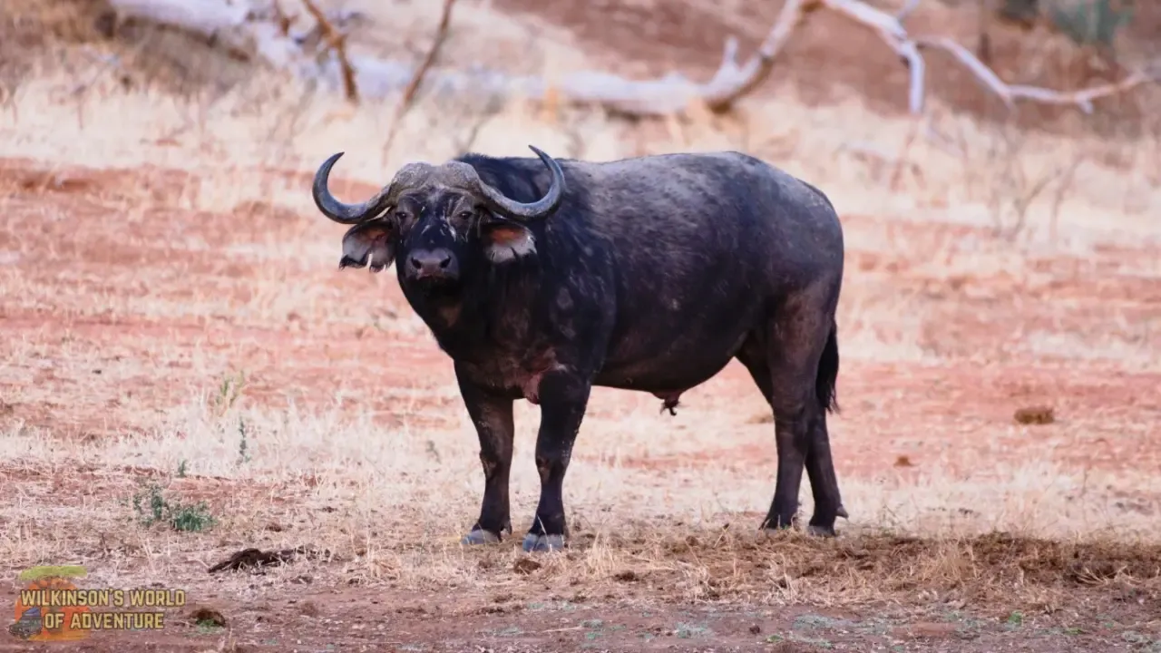 African Buffalo