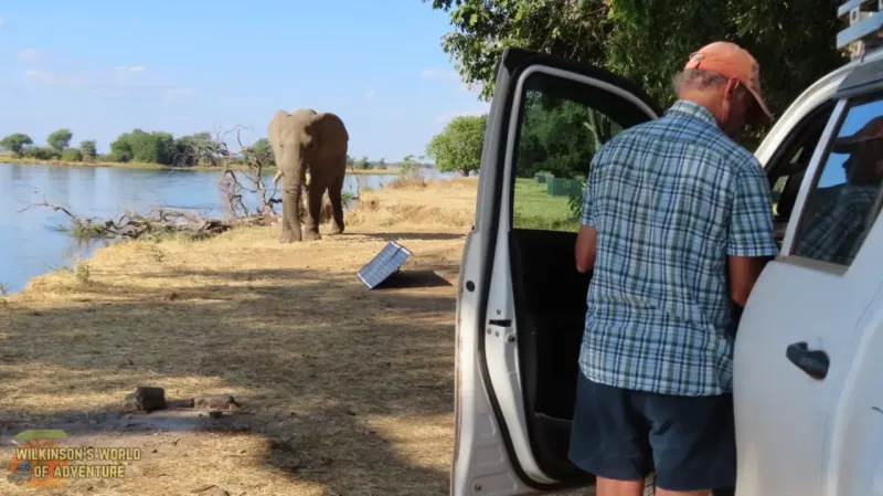 African Elephant in the campsite