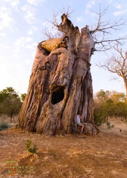 Jane entering the baobab