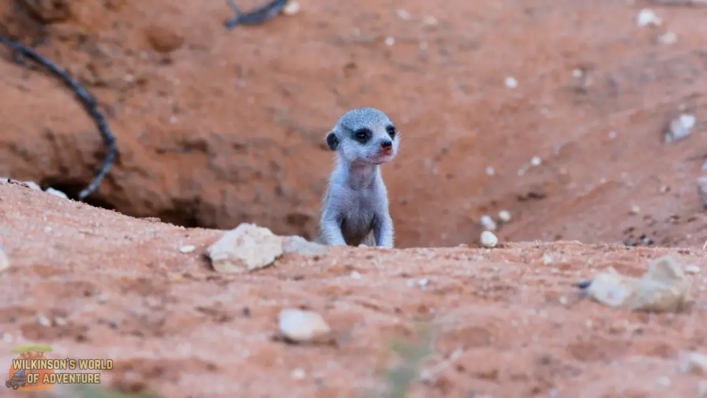 Cute Baby Meercat
