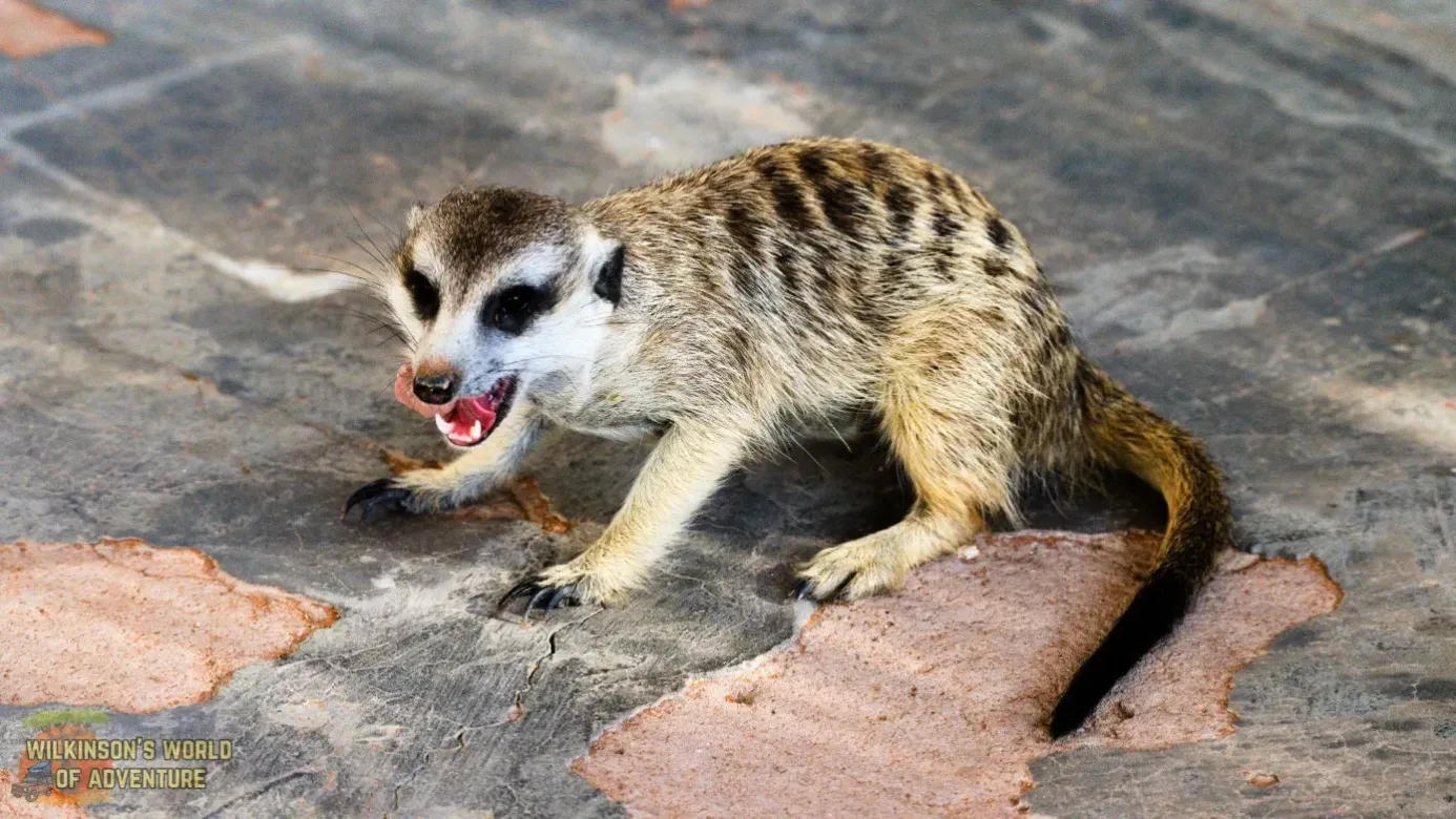 Meercat eating